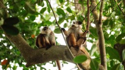 Lemures of Lokobe, Tsara Komba, Madagascar. © Chris Schmid, all right reserved. No reproduction without permission.