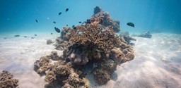 Scuba Diving at Time + Tide Tsara Komba