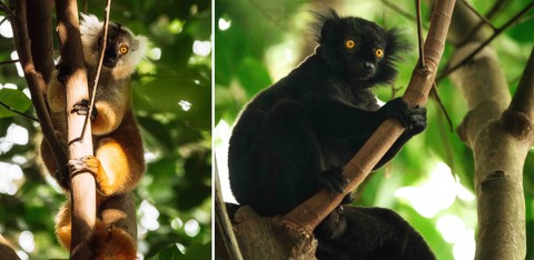 Black Lemurs of Nosy Komba seen at Time + Tide Tsara Komba