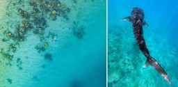 Swimming with Whale Sharks Tsara Komba