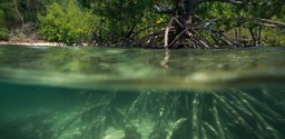 Mangrove Boat Trip Tsara Komba