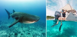 Swimming with Whale Sharks Tsara Komba