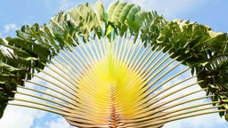 Traveller's Palm at Tsara Komba