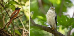 Birds found at Time + Tide Tsara Komba