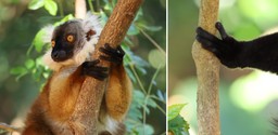Black Lemurs of Nosy Komba seen at Time + Tide Tsara Komba