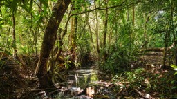 Lokobe Reserve, Madagascar. © Chris Schmid, all right reserved. No reproduction without permission.