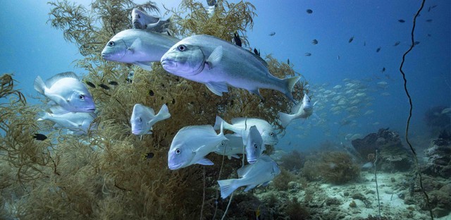 Scuba Diving at Time + Tide Tsara Komba