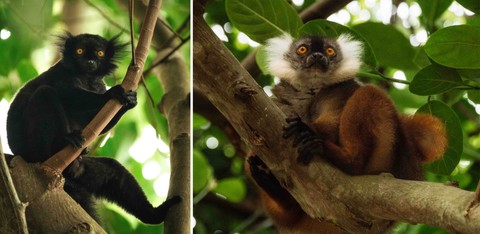 Black lemurs found at Time + Tide Tsara Komba