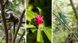 Tsara Komba Madagascar Wild life Walking Experience