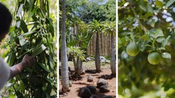Eden Garden at Tsara Komba, Madagascar