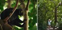 Black Lemurs of Nosy Komba seen at Time + Tide Tsara Komba
