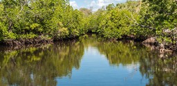 Mangrove Boat Trip Tsara Komba