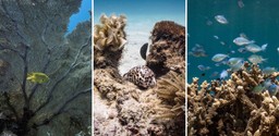 Scuba Diving at Tsara Komba by Time + Tide