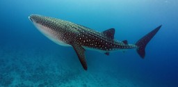 Swimming with Whale Sharks Tsara Komba