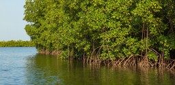 Mangrove Boat Trip Tsara Komba