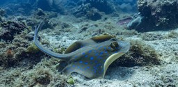Scuba Diving at Tsara Komba by Time + Tide