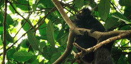 Black lemurs found at Time + Tide Tsara Komba