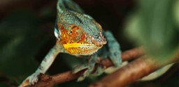 Panther chameleons found at Time + Tide Tsara