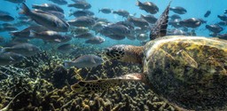 Scuba Diving at Tsara Komba by Time + Tide