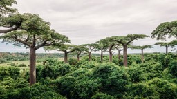 Baobabs Madagascar