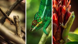 Chameleons of Lokobe