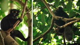 Black Lemurs Lokobe